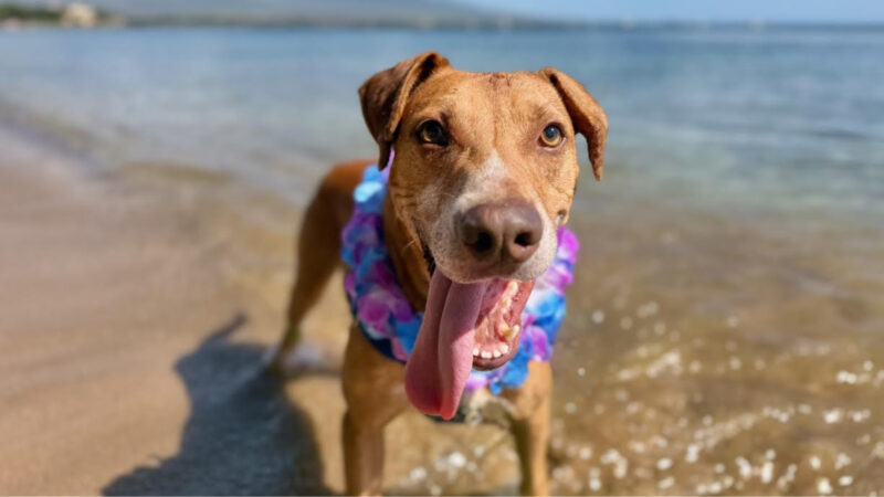 Pet of the Week: Scotch